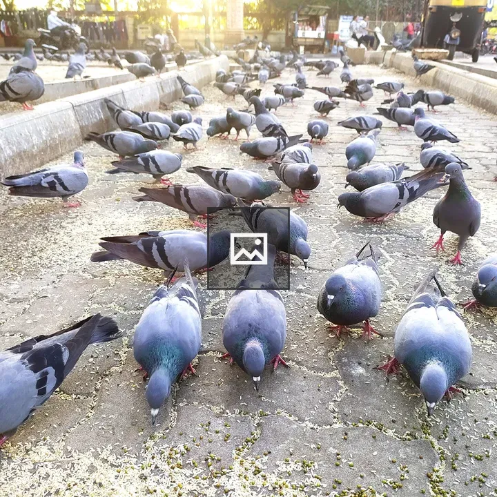 Group of Pigeons on Cobblestone Path