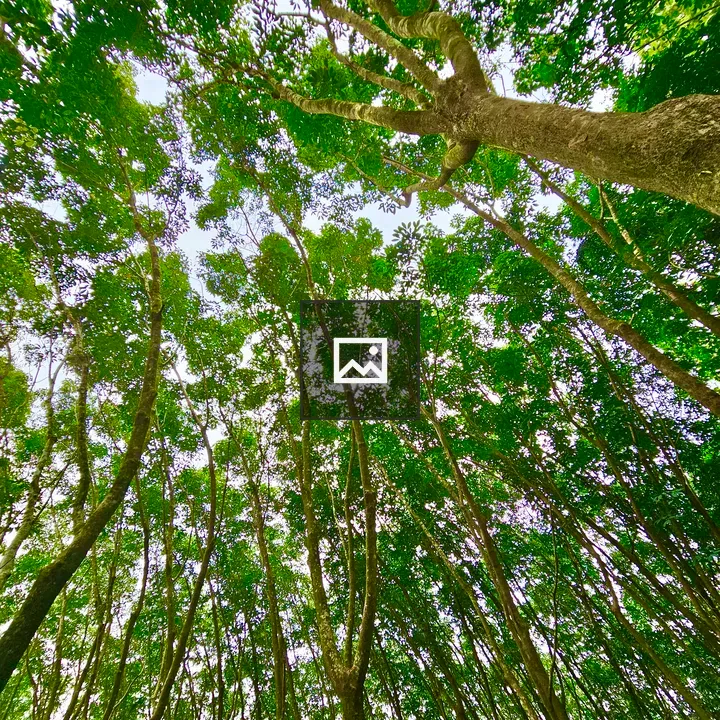 Rubber Trees View from Bottom