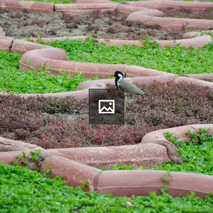 Red-wattled Lapwing in Garden Bed