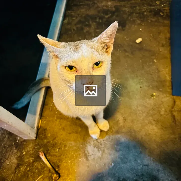White cat with bone