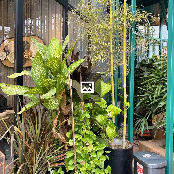 Indoor plant collection in black pots