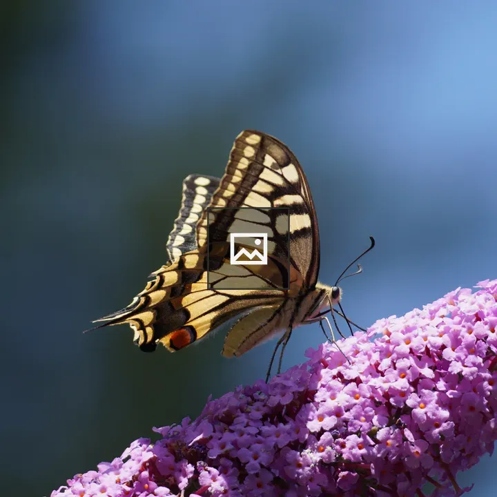 Swallowtail on Buddleja Flower