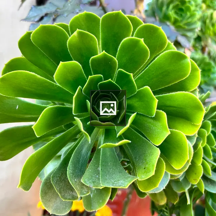 Succulent close-up