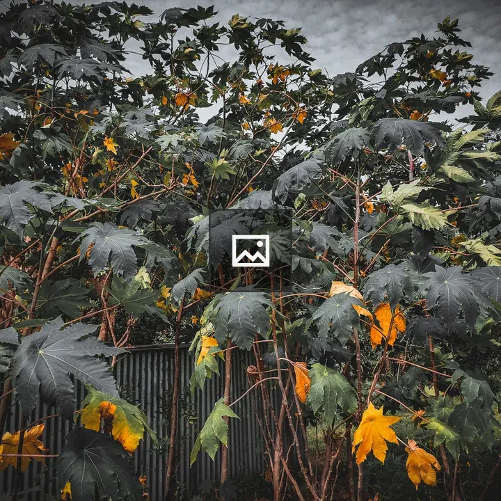 Leaves Dense Cluster