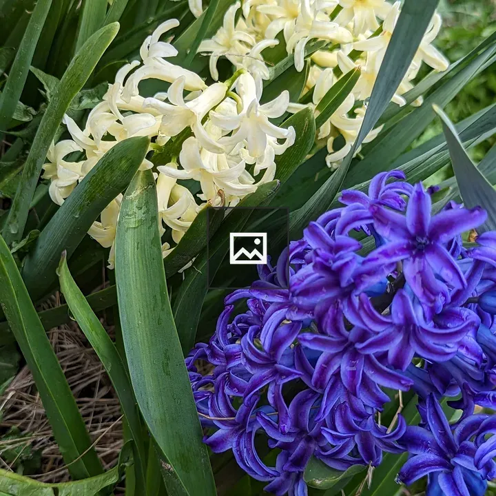 Blue Hyacinth Flower Close-up