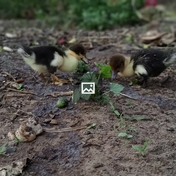 Three fluffy ducklings