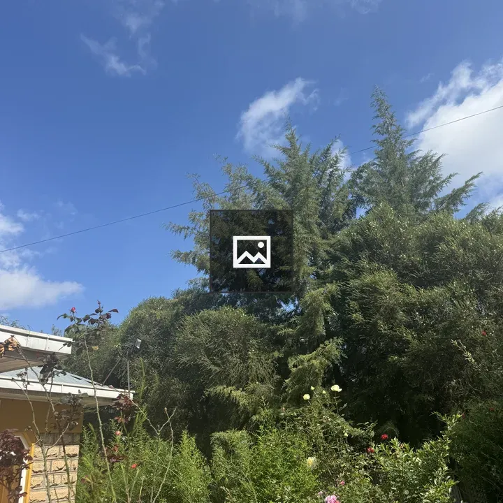 Garden View with Trees and Building