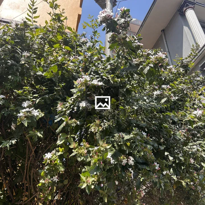 Green shrub with flowers between buildings