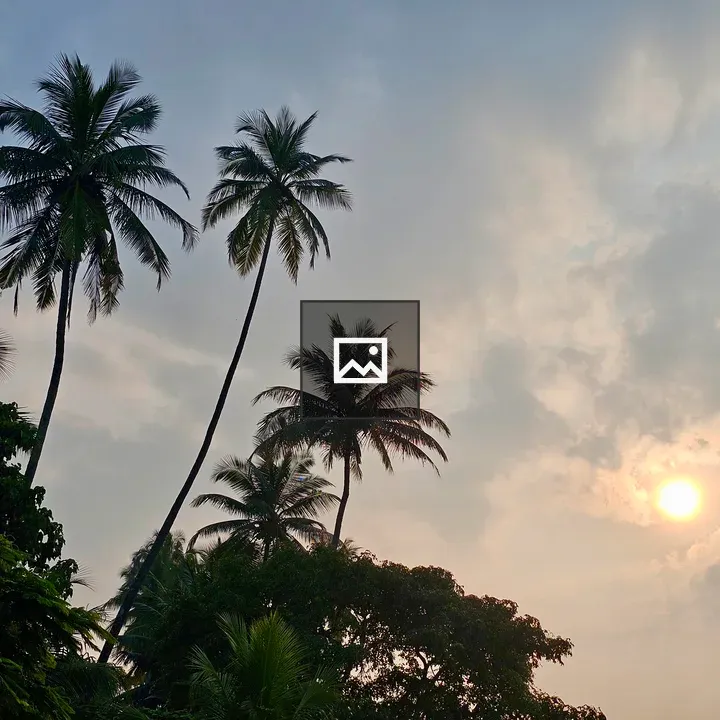 Golden hour among coconut trees