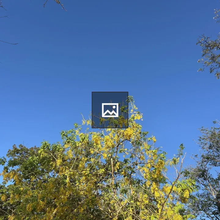 Golden rain tree against blue sky