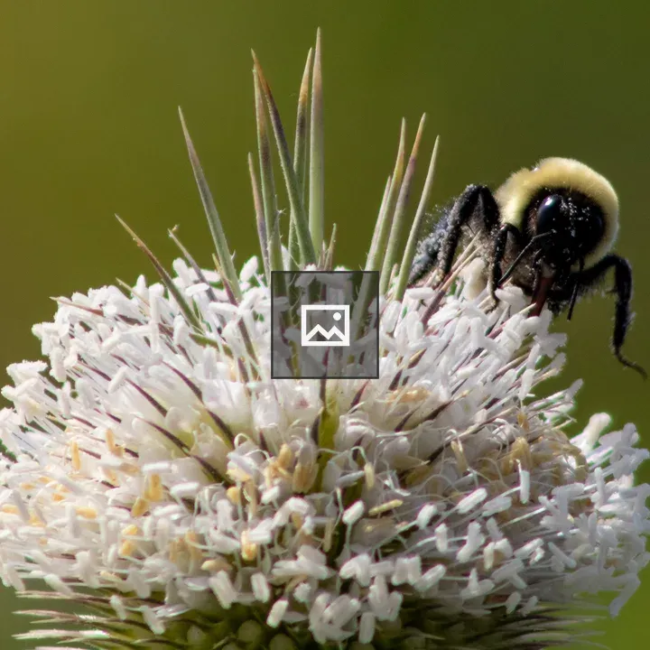 Bumble Bee on White Thistle Flowers
