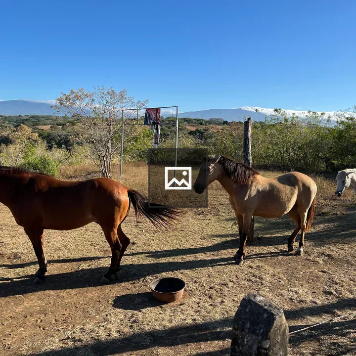Three horses walking in pasture