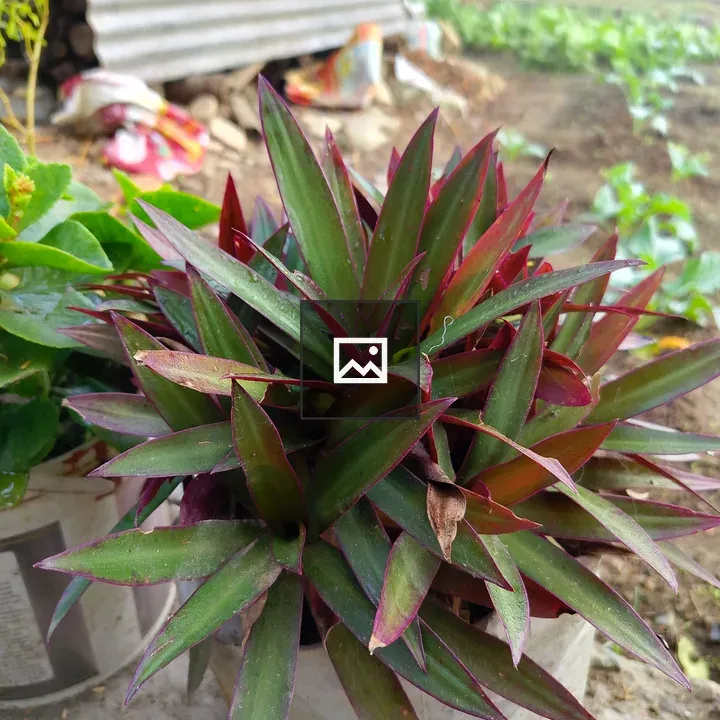 Green and Purple Plant in White Pot