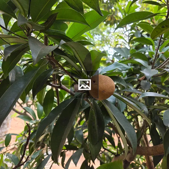 Sapodilla Fruit on Branch