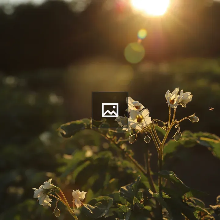 Potato plant at sunset