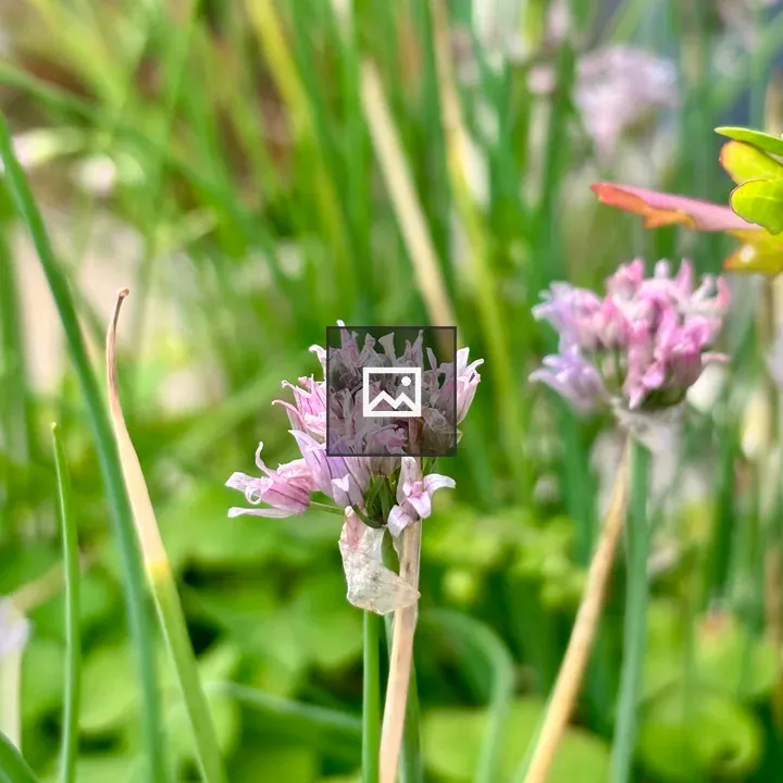 Close-up of chive flowers