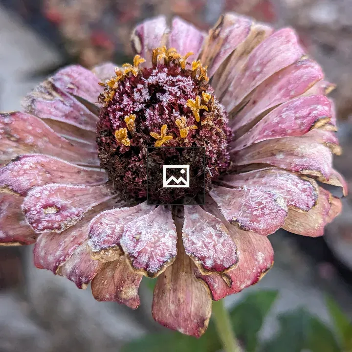 Zinnia flower frost