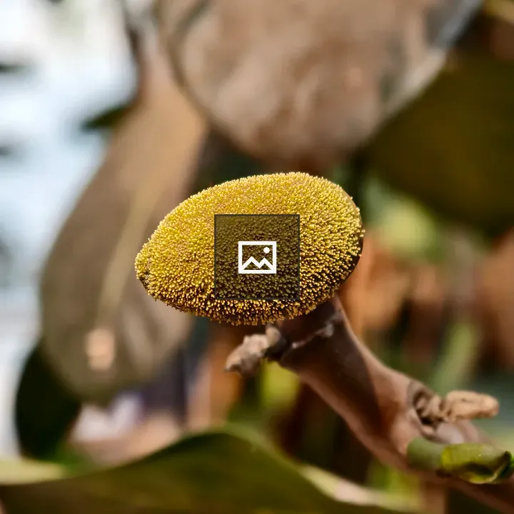 Yellow jackfruit on branch