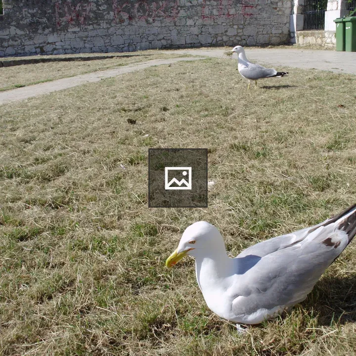 Seagulls in a town park