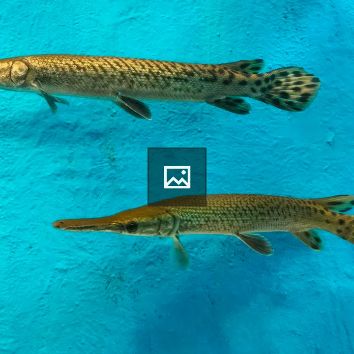 Two longnose alligator gars
