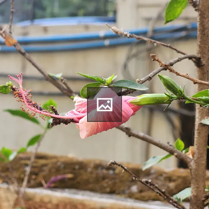 Pink hibiscus with leaves