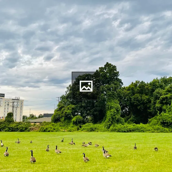 Canadian goose group