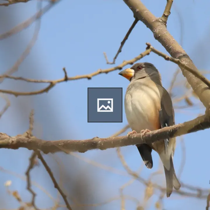 Female Chinese Grosbeak on Branch