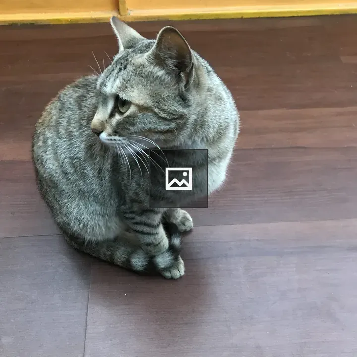 Grey Cat Seated on Floor
