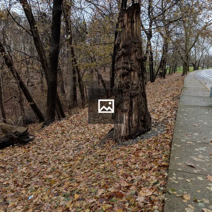 Fallen tree beside path