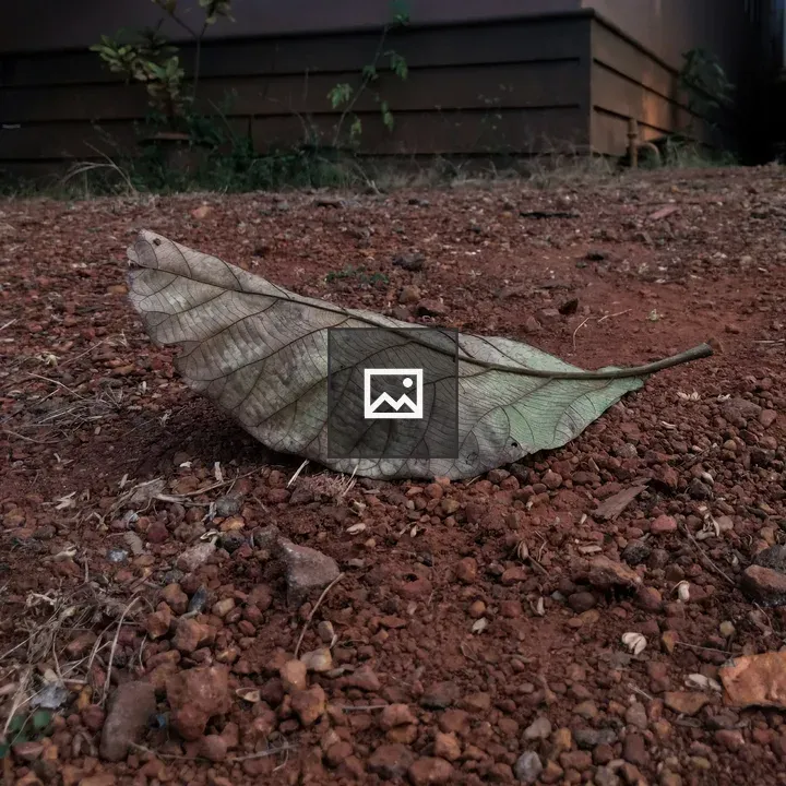 A faded leaf on ground
