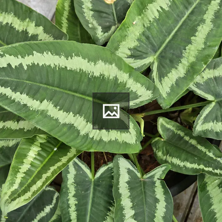 Schismatoglottis Leaf Cluster