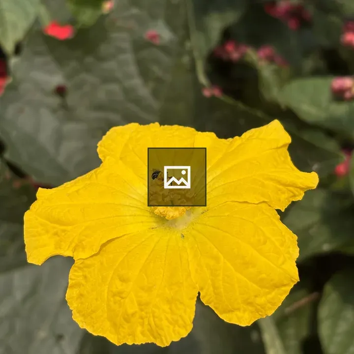 Bright yellow flower with bee