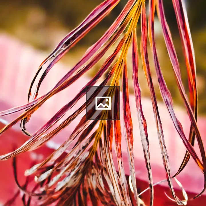 Dried leaves of a plant