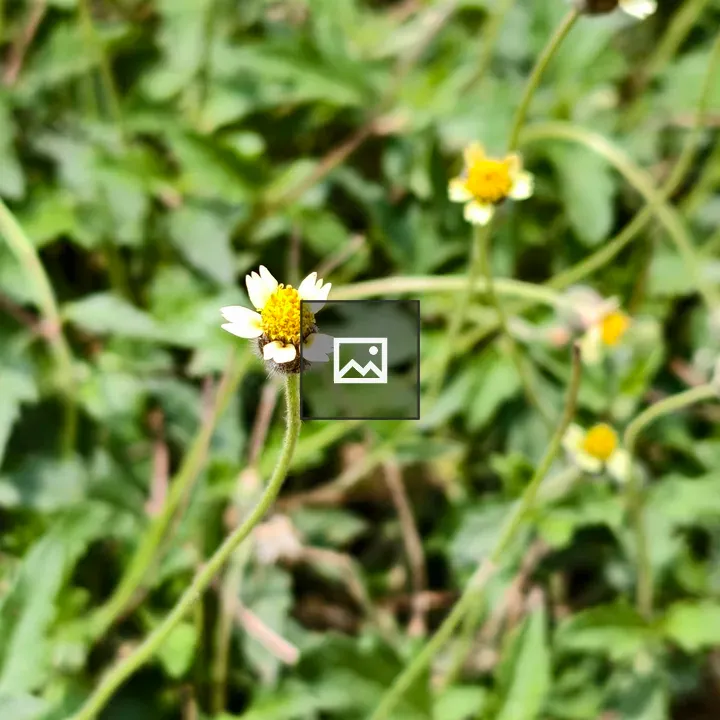 Daisy among green foliage