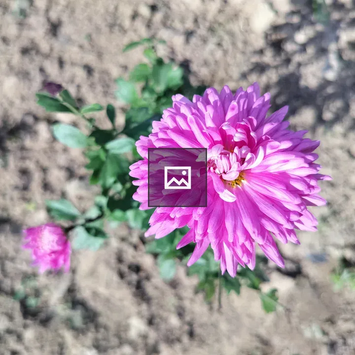 Vibrant pink aster flower