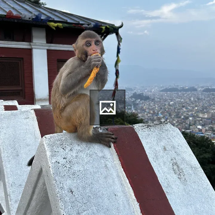 Baby monkey with ripe mango