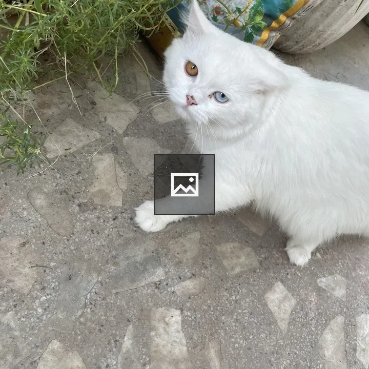 White cat with dual-color eyes
