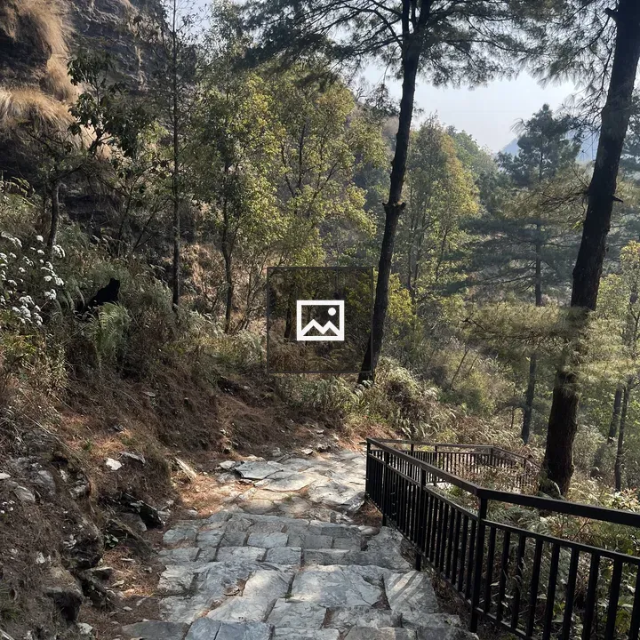 Stone pathway through forest