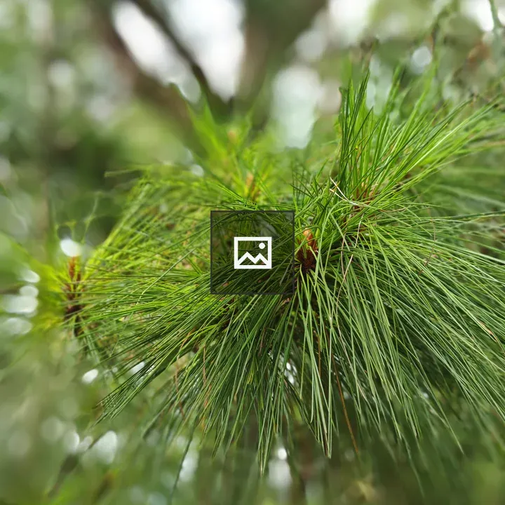 Close-up Pine Needles