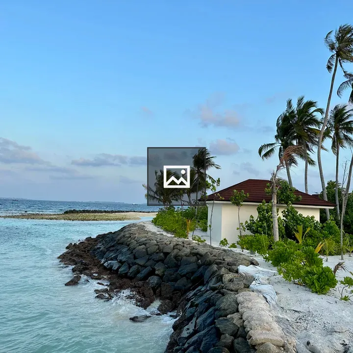 Coastal wind on palm trees