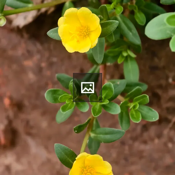 Two yellow flowers on plant