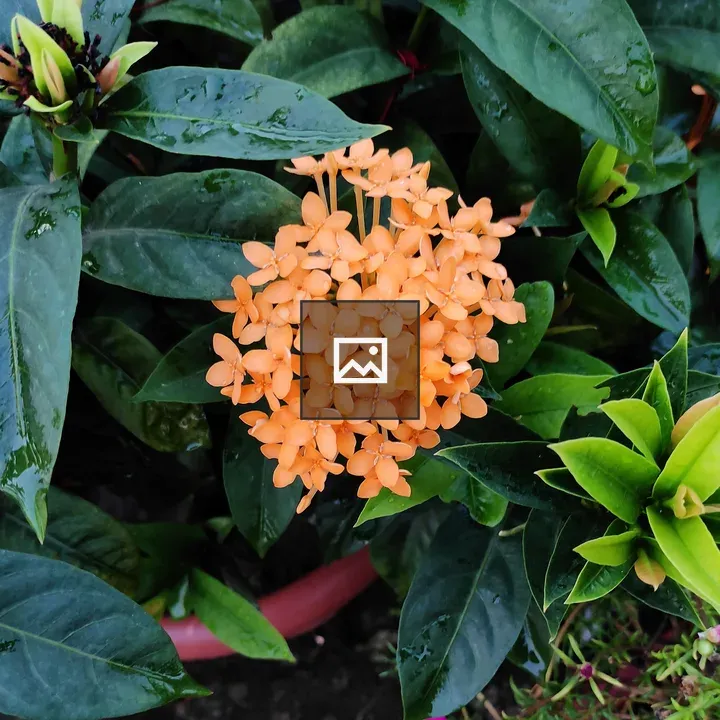 Flower - Chinese Ixora