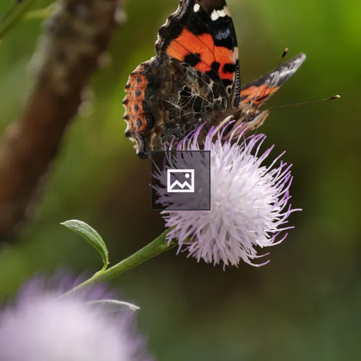 Butterfly feeding on flower