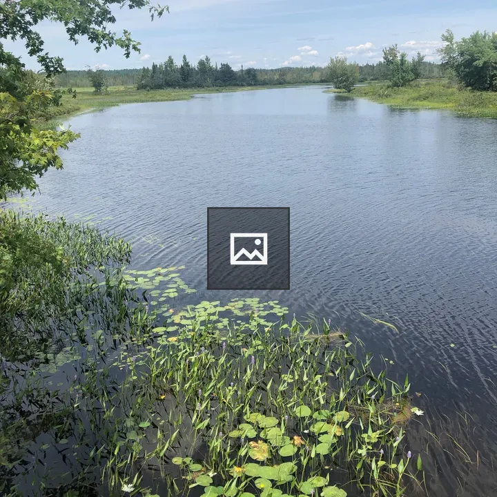 Calm river with lush banks
