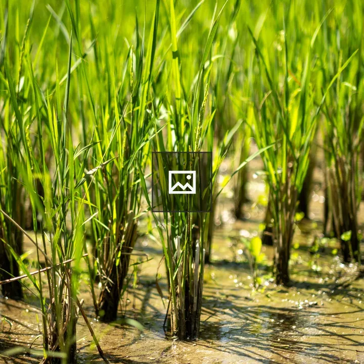 Rice plants in a field