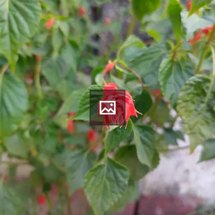 Red flower and green leaves