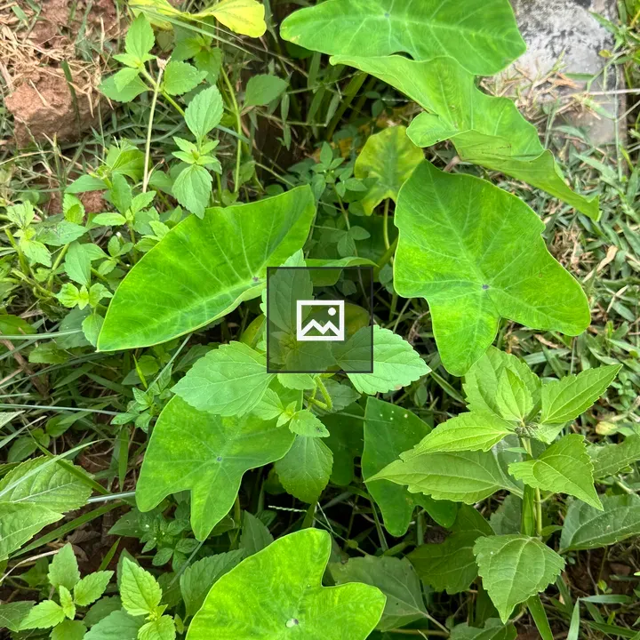 Green plant arrangement
