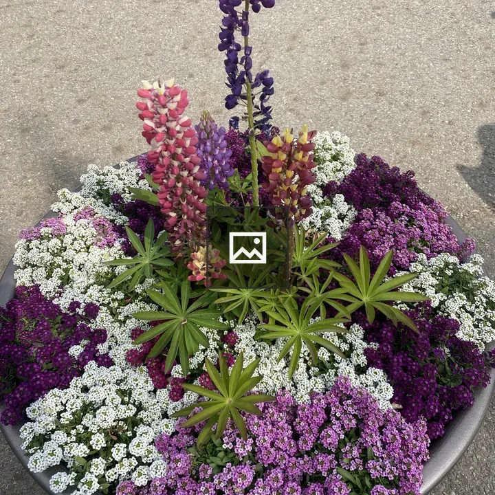 Round planter with vibrant flowers