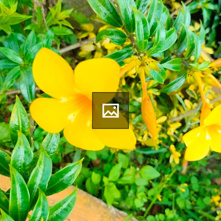 Bright yellow flowers in bloom