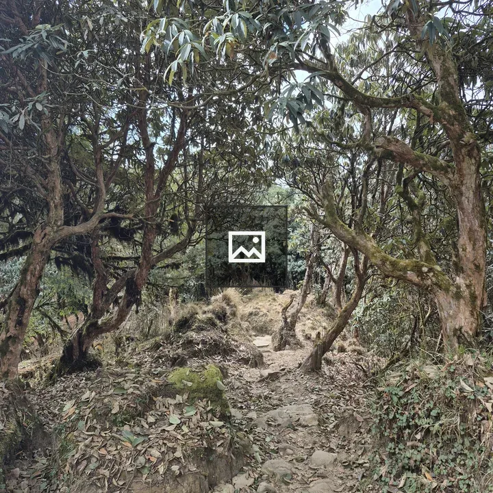 Narrow Rocky Forest Path